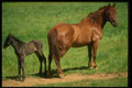 066062 Horse And Colt A4 Photo Print