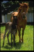 066063 Horse And Colt A4 Photo Print