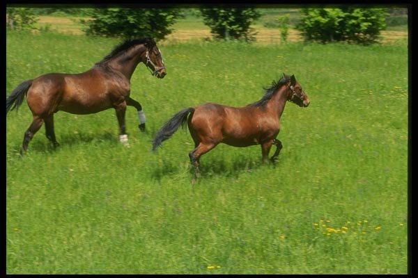 066064 Horses A4 Photo Print