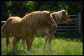 066065 Horses A4 Photo Print
