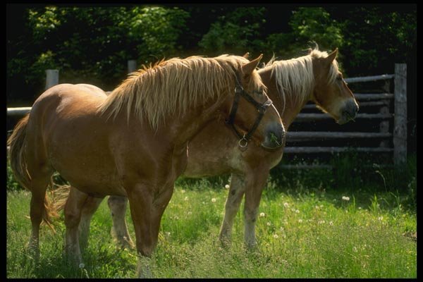 066065 Horses A4 Photo Print