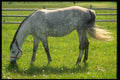 066066 Arabian Horse A4 Photo Print