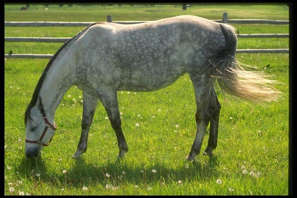 066066 Arabian Horse A4 Photo Print
