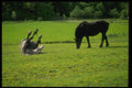066067 Horses A4 Photo Print