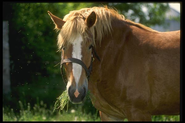 066068 Horses A4 Photo Print