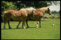066069 Horses A4 Photo Print