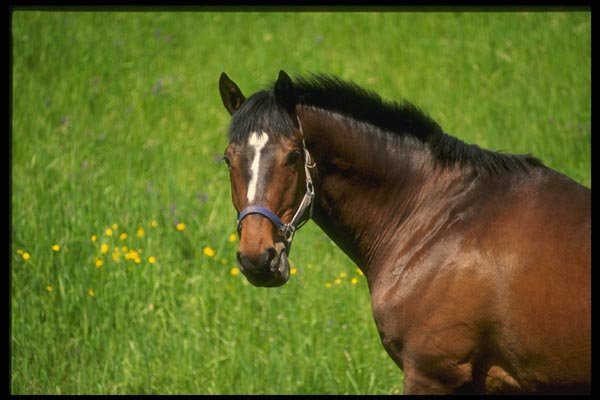 066070 Horses A4 Photo Print