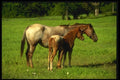 066071 Horses A4 Photo Print