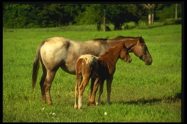 066071 Horses A4 Photo Print