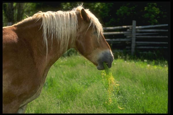 066072 Horses A4 Photo Print