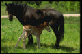 066073 Horses A4 Photo Print