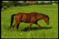 066074 Horses A4 Photo Print