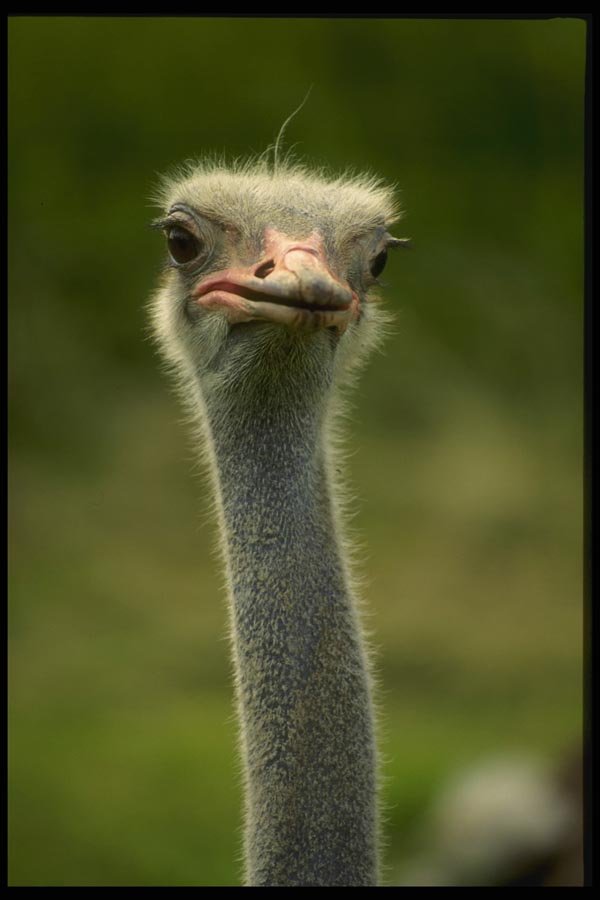 066075 Ostrich A4 Photo Print