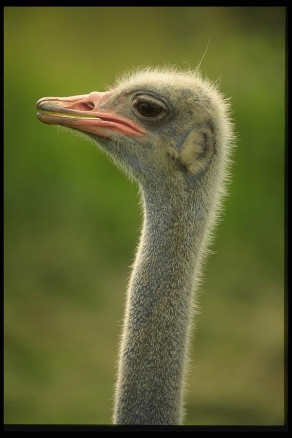 066076 Ostrich A4 Photo Print