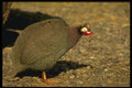 066077 Guinea Fowl A4 Photo Print