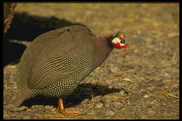 066077 Guinea Fowl A4 Photo Print