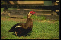 066078 Muskovy A4 Photo Print