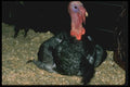 066079 Domestic Turkey A4 Photo Print