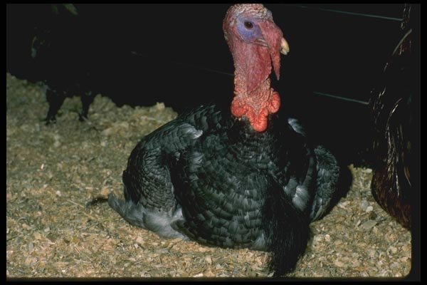 066079 Domestic Turkey A4 Photo Print