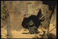 066080 Wild Turkey A4 Photo Print