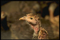 066081 Young Turkey A4 Photo Print