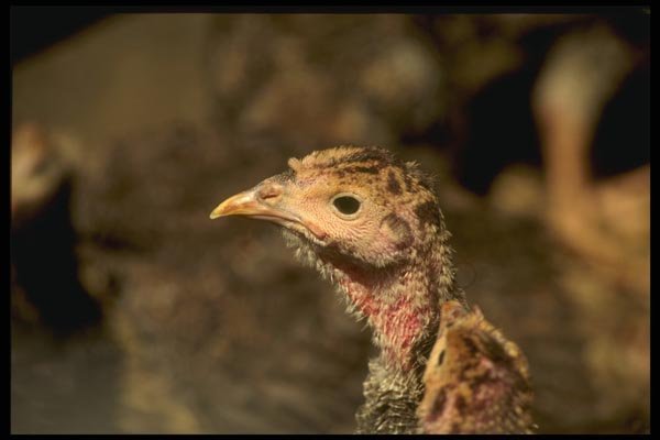 066081 Young Turkey A4 Photo Print