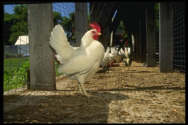 066083 Layers (Hens And Roosters) A4 Photo Print