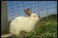 066085 Rabbit A4 Photo Print