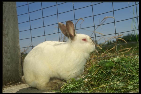 066085 Rabbit A4 Photo Print