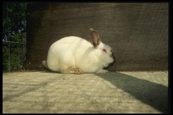 066086 Rabbit A4 Photo Print