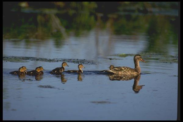 066089 Mother Mallard Duck With Chicks A4 Photo Print