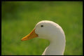 066090 Domestic Duck A4 Photo Print