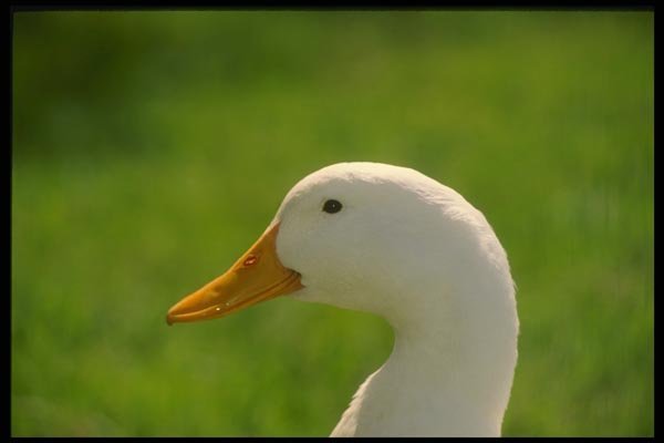 066090 Domestic Duck A4 Photo Print