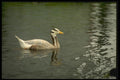 066091 Bar headed Goose A4 Photo Print