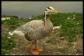 066092 Bar headed Goose A4 Photo Print