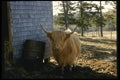 066093 Highland Cattle A4 Photo Print