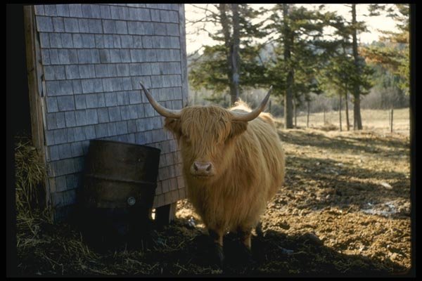 066093 Highland Cattle A4 Photo Print