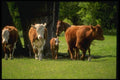 066094 Cows A4 Photo Print