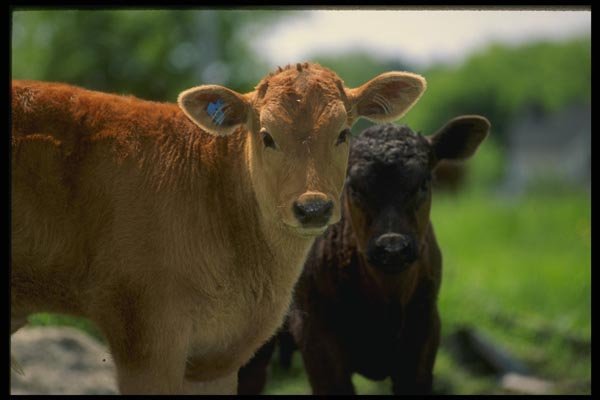 066095 Calf A4 Photo Print