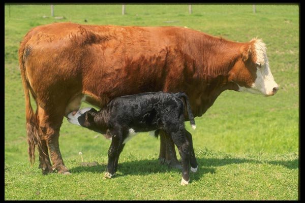066096 Cow And Calf A4 Photo Print
