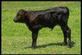 066097 Calf A4 Photo Print