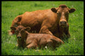 066098 Cow And Calf A4 Photo Print