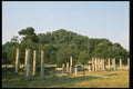 067067 Columns In Olive Grove, Olympia A4 Photo Print