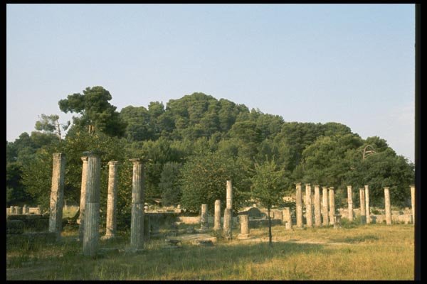 067067 Columns In Olive Grove, Olympia A4 Photo Print