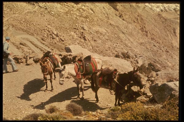 067086 Donkey Trail Thera, Cyclades A4 Photo Print