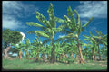 068007 Banana Plantation Basse Terre, Guadeloupe A4 Photo Print