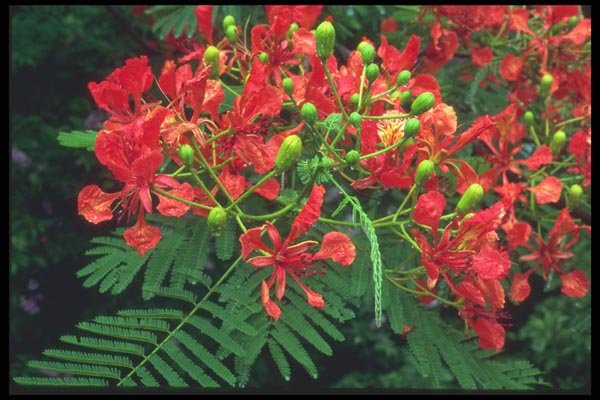 068016 Budding Flowers, Tropical Rain Forest Guadeloupe A4 Photo Print