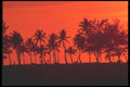 068018 Palm Trees In The Sunset Paradise Island, Bahamas A4 Photo Print