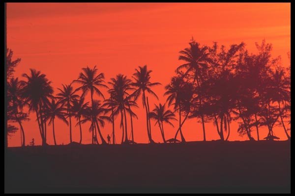 068018 Palm Trees In The Sunset Paradise Island, Bahamas A4 Photo Print