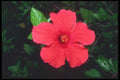 068024 Pink Flower Bahamas A4 Photo Print